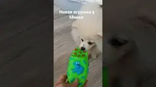 Mickey's new toy #шортс #animals #тикток #животные #tiktok #топ #рек #instagram #dog #shorts #love