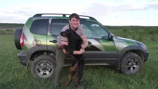 Chevrolet Niva and transporting a dog (Gordon Setter) in the car!!!