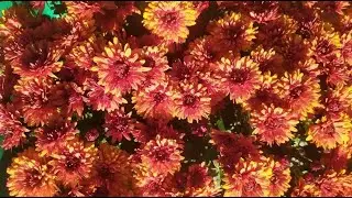 Купуй квіти з серцем допоможи ЗСУ