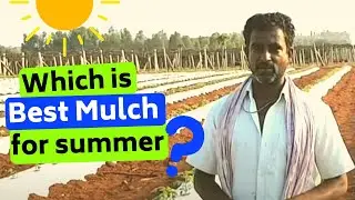 Which is Best Plastic mulch in Summer?  गर्मी में बेस्ट प्लास्टिक मल्च कोनसा है?