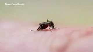 Temen repunte de dengue en menores