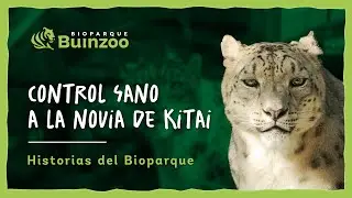 CONTROL SANO A LA NOVIA DE KITAI - HISTORIAS DE BIOPARQUE