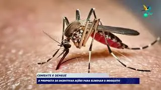 Fighting dengue fever