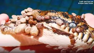 Python Found Covered in Ticks