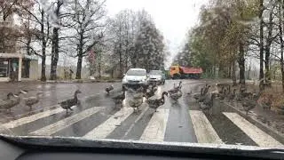 Гуси