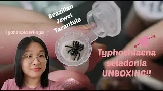 UNBOXING MY DREAM TARANTULA | Typhochlaena seladonia
