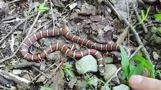 Beautiful eastern milk snake in northern Kentucky - 20 July 2024