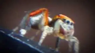 araignée sauteuse