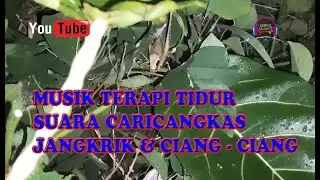 Terapi Tidur||Suara Caricangkas, Jangkrik & Ciang2