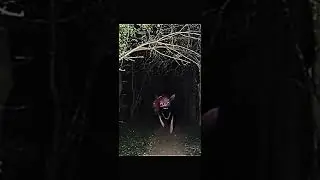 Pinkie pie infection footage