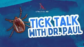 Tick Diseases in Dogs Explained by a Veterinarian