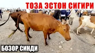 КАШКАДАРЁДА КАРШИ МОЛ БОЗОРИ НАРХЛАРИ 2021 QARSHI MOL BOZORI NARXLARI