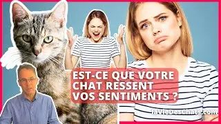 EST-CE QUE VOTRE CHAT RESSENT VOS SENTIMENTS ?