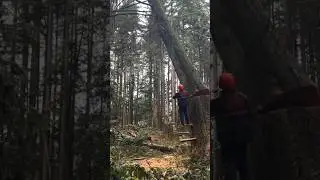Special work time #chainsaw #shortsfeed #stihl #tree #yt #viral #youtube #ytshorts #nature #youtuber