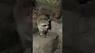 Енотик в отпуске кушает)))