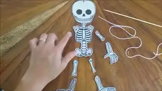 Sistema óseo: Marioneta del esqueleto. Por Yésica Cambronero Arguedas