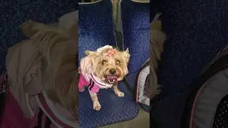 Фанни  едет в автобусе 🚌  на вокзал..
