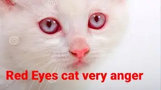 Red eyes cat very angry. must watch this video.