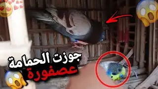 جوزت الحمامة جعفر عصفورة 😍😱 والنتيجة صادمة 🔥😳