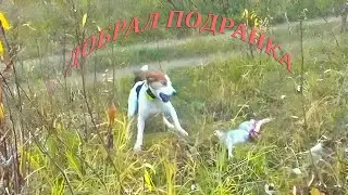 ОХОТА НА ЗАЙЦА! СЛАБОНЕРВНЫМ НЕ СМОТРЕТЬ!В ВИДЕО МОМЕНТ ДОБОРА ПОДРАНКА!