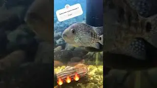 Мой аквариум 