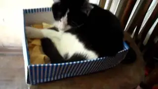 Нюше нравится спать в коробке