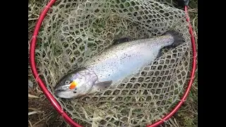 Trout fishing in Odessa region