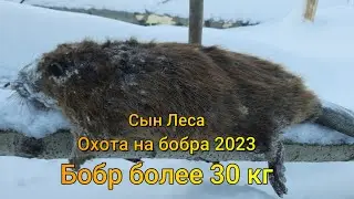 Охота на бобра 2023 Бобр более 30 кг