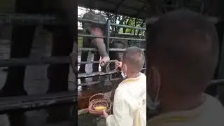 liat ponakan kasih mkn gajah gaes