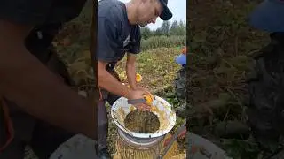 Сбор семян 🔥💪🏻🚜