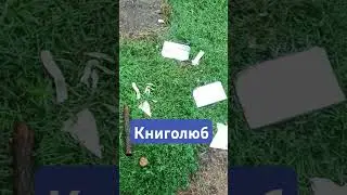 #тимасветлогорских