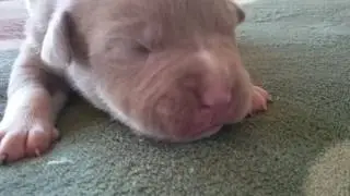 PERRITOS RECIÉN NACIDOS