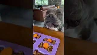Para os Dias de Calor, Picolé de Osso - Nossa Rotina 