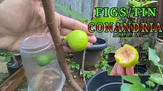 buah perdana Tin Conandria