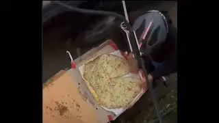 Pizza delivery man eats a slice