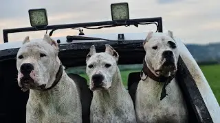 DOGO POWER