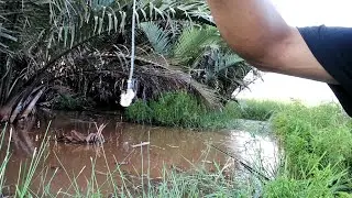 Umpan jitu pakan ikan betok babon bro