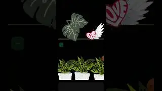 Streaks for green lovers