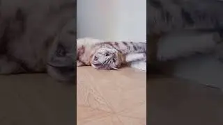 Как помочь котику во время жары.