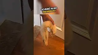 A cat was surprised after his friend left 🥹