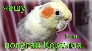 Чешу Гучи :)Чешу попугая Кореллу !