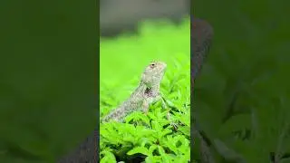 Took a photo of a chameleon #shorts #short #shortvideo