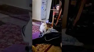 Вибач мене Миколайович 🤌😅 # 