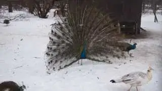 Павлин соблазняет курочек