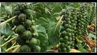 BRUSSELS SPROUT || Planting & Harverst