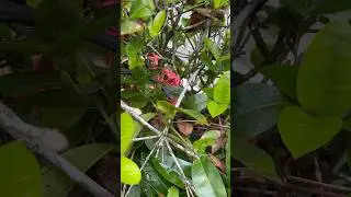 Ate para mexer más planta tem que ter cuidado #cobras #serpiente #reptile #nature
