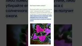 колеусы чтобы ваше растение было насыщенной окраски