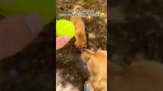 My dog shows new puppy how to fetch