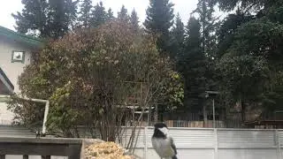 Blue Jay ATTACKS CAMERA! Wild bird decides to eat my food and my iPhone. Blue Jays Stay Away LOL