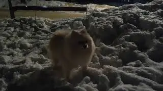 Знакомство с третьим женихом